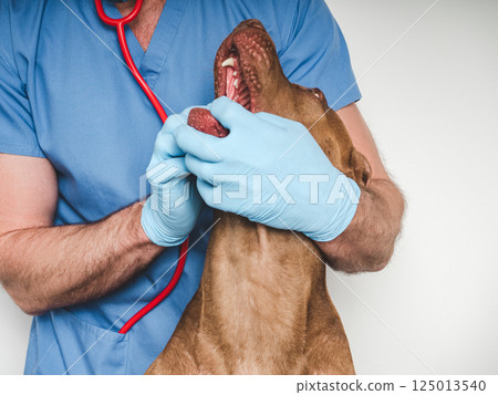 Cute dog and veterinarian. Close-up, white isolated background 125013540