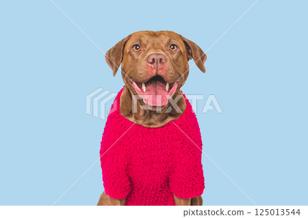 Cute dog and red warm knitted sweater Cute dog and red warm knitted sweater 125013544