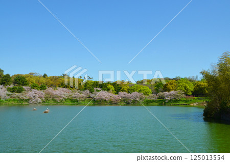 櫻花盛開的水邊風景(大阪鶴見綠地公園) 櫻花盛開的水邊風景(大阪鶴見綠地公園) 125013554