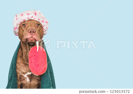 Cute dog, shower cap, washcloth and blue towel Cute dog, shower cap, washcloth and blue towel 125013572
