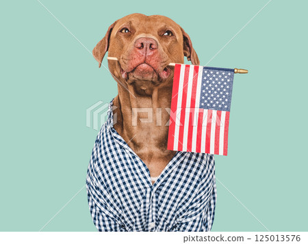 Cute dog and American Flag. Studio shot 125013576
