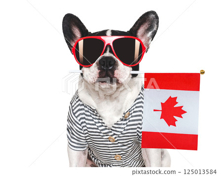 Charming puppy, sunglasses and Canadian Flag. Studio shot Charming puppy, sunglasses and Canadian Flag. Studio shot 125013584