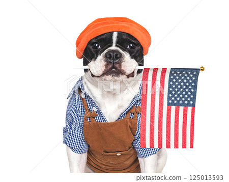 Charming puppy and American Flag. Studio shot 125013593