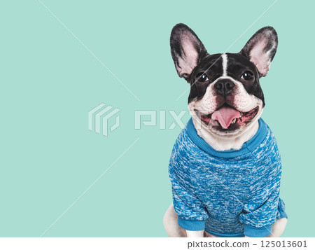 Cute puppy and stylish T-shirt. Studio shot 125013601