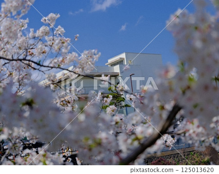 Cherry blossoms in full bloom shining in the blue sky Cherry blossoms in full bloom shining in the blue sky 125013620
