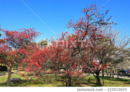 岸與田城 二之丸多聞塔 藍天紅梅 125013633