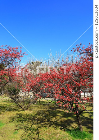 岸與田城 二之丸多聞塔 藍天紅梅 岸與田城 二之丸多聞塔 藍天紅梅 125013634