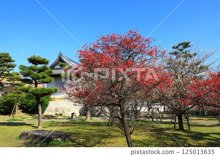 Kishiwada Castle Ninomaru Tamon Tower Blue sky and red plum blossoms Kishiwada Castle Ninomaru Tamon Tower Blue sky and red plum blossoms 125013635