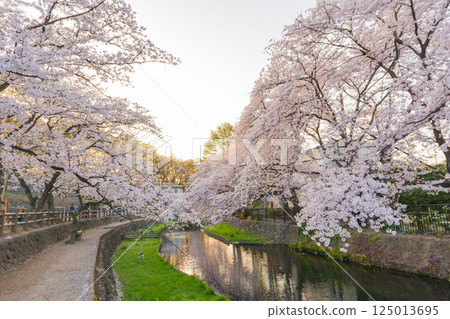 Wakaizumi Park with cherry blossoms in full bloom Wakaizumi Park with cherry blossoms in full bloom 125013695