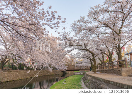 櫻花盛開的若泉公園 125013696