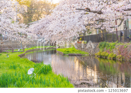 Wakaizumi Park with cherry blossoms in full bloom Wakaizumi Park with cherry blossoms in full bloom 125013697
