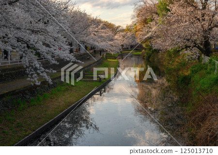 櫻花盛開的若泉公園 櫻花盛開的若泉公園 125013710