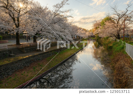 櫻花盛開的若泉公園 125013711