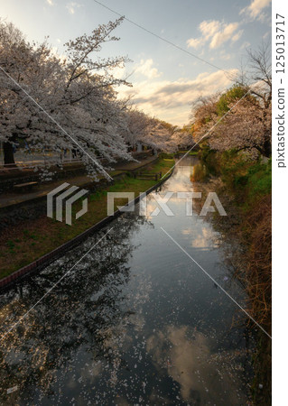 Wakaizumi Park with cherry blossoms in full bloom Wakaizumi Park with cherry blossoms in full bloom 125013717