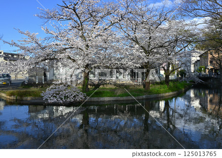 Wakaizumi Park with cherry blossoms in full bloom 125013765