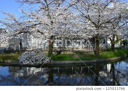 Wakaizumi Park with cherry blossoms in full bloom Wakaizumi Park with cherry blossoms in full bloom 125013766