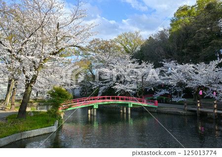 櫻花盛開的若泉公園 125013774