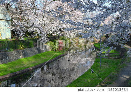 櫻花盛開的若泉公園 125013784