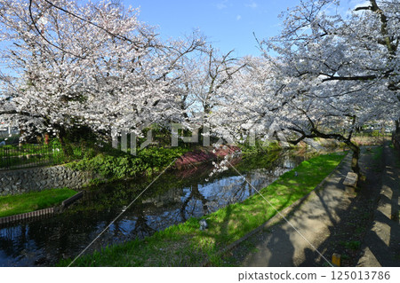 櫻花盛開的若泉公園 125013786