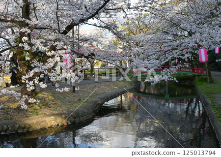 Wakaizumi Park with cherry blossoms in full bloom Wakaizumi Park with cherry blossoms in full bloom 125013794
