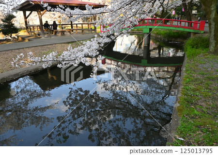 櫻花盛開的若泉公園 125013795