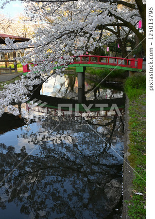 櫻花盛開的若泉公園 櫻花盛開的若泉公園 125013796