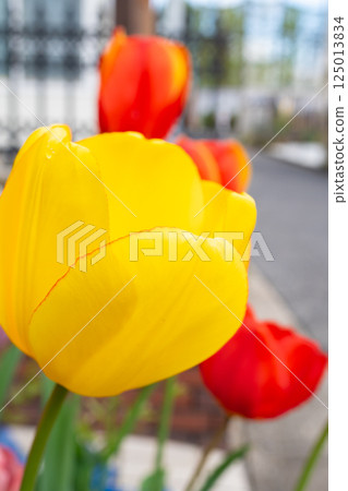 Close-up of yellow tulips blooming on the roadside 125013834