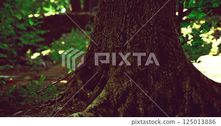 Majestic tree trunk surrounded by lush forest greenery in natural light Majestic tree trunk surrounded by lush forest greenery in natural light 125013886
