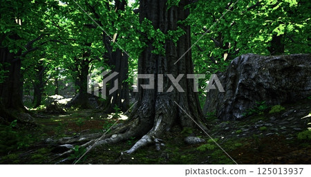 Dense forest with towering trees and lush green foliage in daylight 125013937