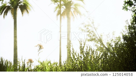 Lush greenery and palm trees basking in bright sunlight on a warm day Lush greenery and palm trees basking in bright sunlight on a warm day 125014058