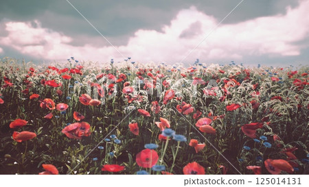 Vibrant wildflower meadow in springtime under a cloudy sky at dusk 125014131