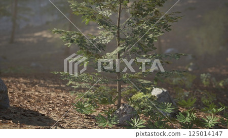 Young tree thriving among rocks and greenery in a forest setting Young tree thriving among rocks and greenery in a forest setting 125014147