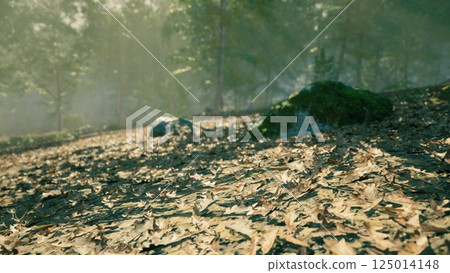 Morning sunlight filters through trees over a forest floor covered in leaves 125014148