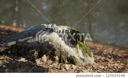Moss covered rock amidst fallen leaves in a tranquil forest setting 125014149