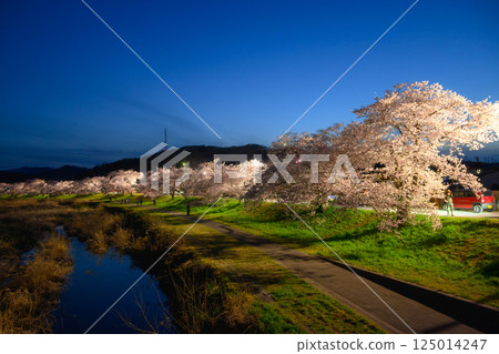 Kodama Senbonzakura Illumination Kodama Senbonzakura Illumination 125014247