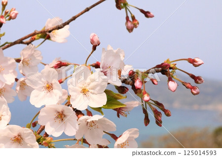 櫻花盛開的公園 櫻花盛開的公園 125014593