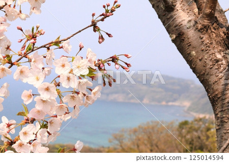A park with cherry blossoms in full bloom 125014594