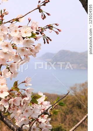 櫻花盛開的公園 櫻花盛開的公園 125014595