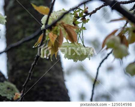 Turmeric cherry blossoms wet with rain 125014598