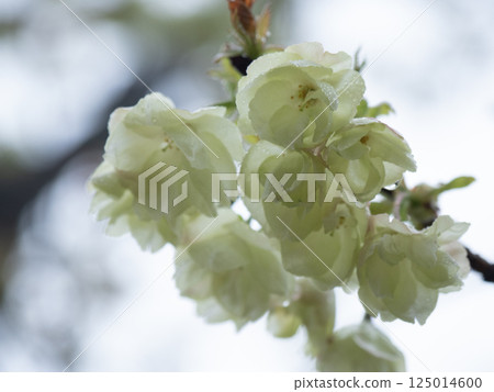 Turmeric cherry blossoms wet with rain Turmeric cherry blossoms wet with rain 125014600