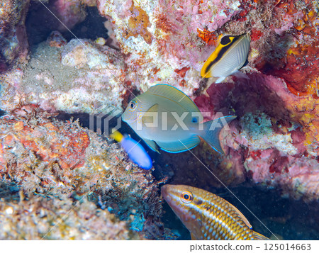 A school of spooky butterflyfish, goatfish, and other fish in an underwater cave. Hirizohama, Nakagi, Minamiizu Town, Izu Peninsula A school of spooky butterflyfish, goatfish, and other fish in an underwater cave. Hirizohama, Nakagi, Minamiizu Town, Izu Peninsula 125014663