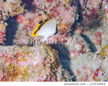 A school of spooky butterflyfish, goatfish, and other fish in an underwater cave. Hirizohama, Nakagi, Minamiizu Town, Izu Peninsula A school of spooky butterflyfish, goatfish, and other fish in an underwater cave. Hirizohama, Nakagi, Minamiizu Town, Izu Peninsula 125014664