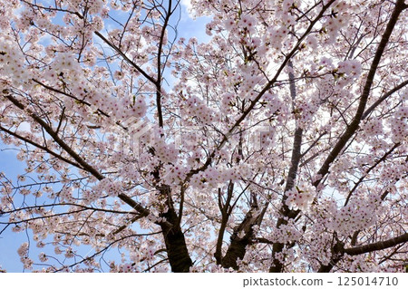 公園的櫻桃 125014710