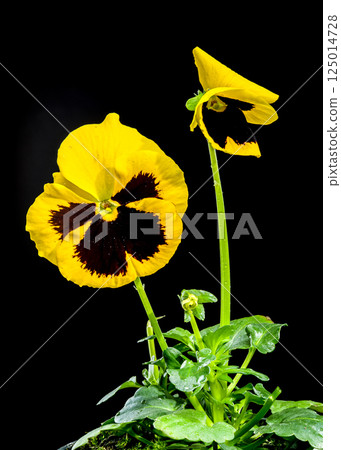 Yellow Pansy Flower with Dark Center isolated on black background 125014728
