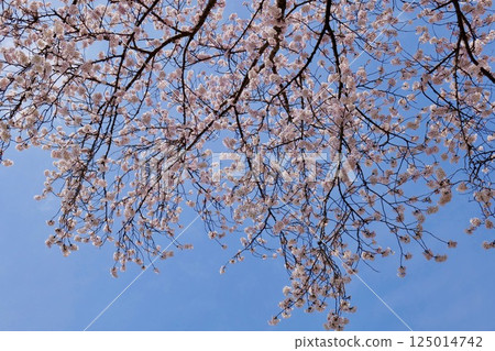 Park's cherry Park's cherry 125014742