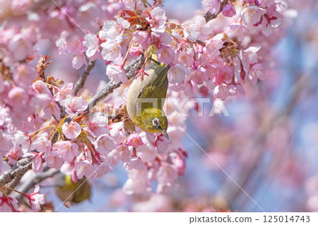 櫻花和mezzo 125014743