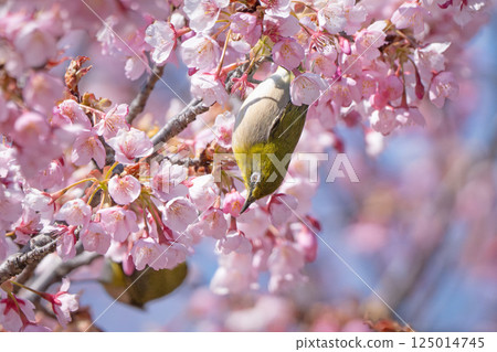 櫻花和mezzo 125014745