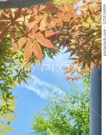 Colorful maple leaves surrounding the blue sky Autumn background material Colorful maple leaves surrounding the blue sky Autumn background material 125014804