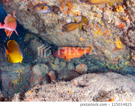 水下洞穴中的黃鰭鯖魚、蝴蝶魚、緋鯕魚、紅鯛魚、箱魨和其他魚類群。比里佐海灘 125014825