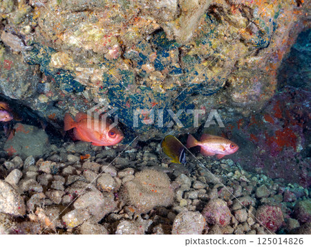 水下洞穴中的黃鰭鯖魚、蝴蝶魚、緋鯕魚、紅鯛魚、箱魨和其他魚類群。比里佐海灘 125014826